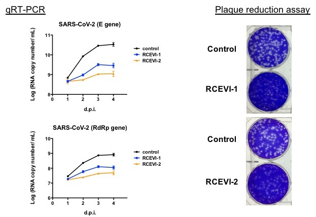  Antiviral effects of RCEVI-1 and RCEVI-2 on SARS-CoV-2 by quantitative real-time PCR and plaque reduction assay. 